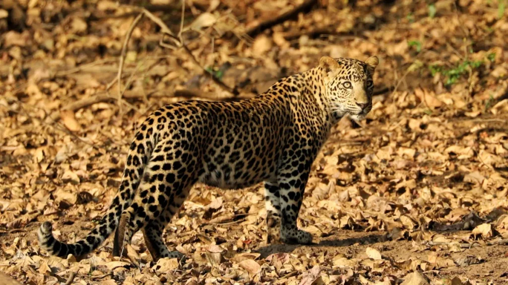Bhadra Tiger Reserve
