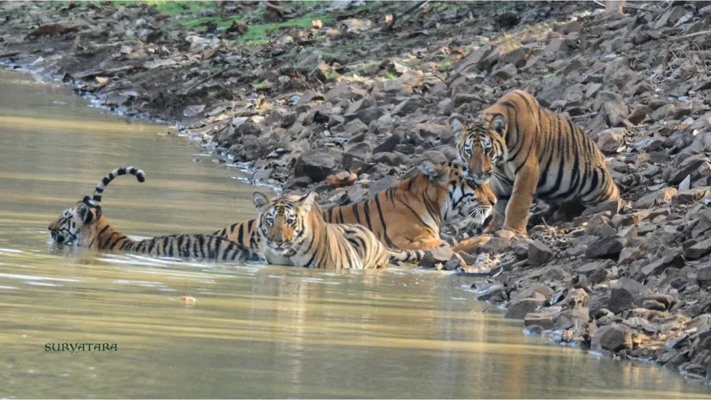Tadoba Andhari Tiger Reserve