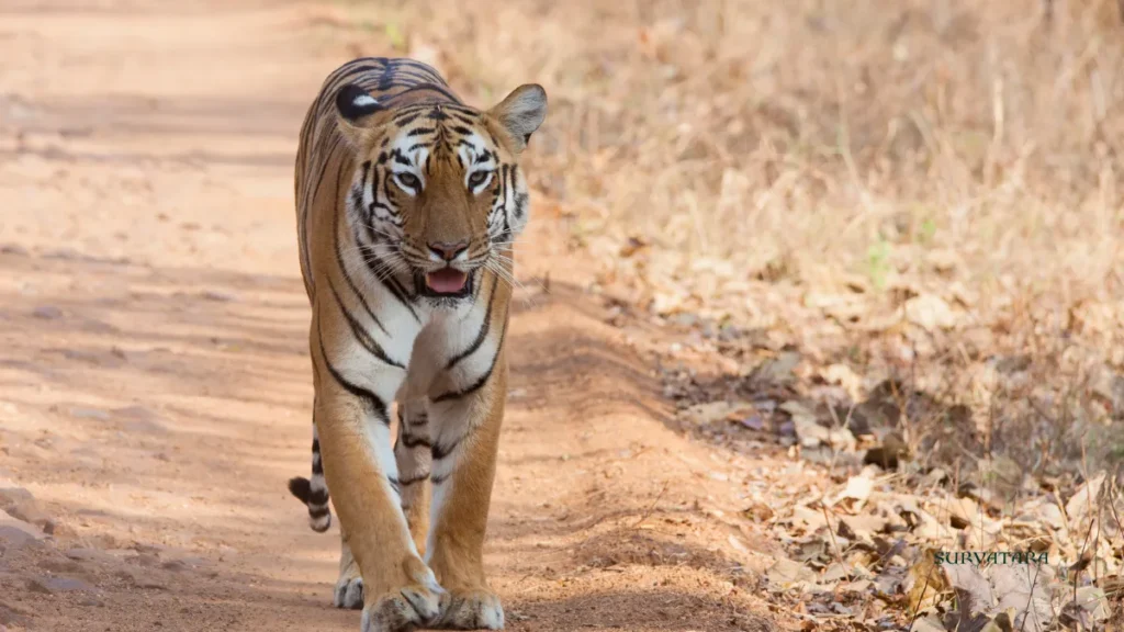 Tadoba Andhari Tiger Reserve