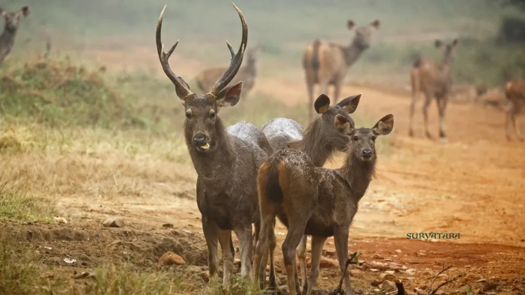 Tadoba Andhari Tiger Reserve