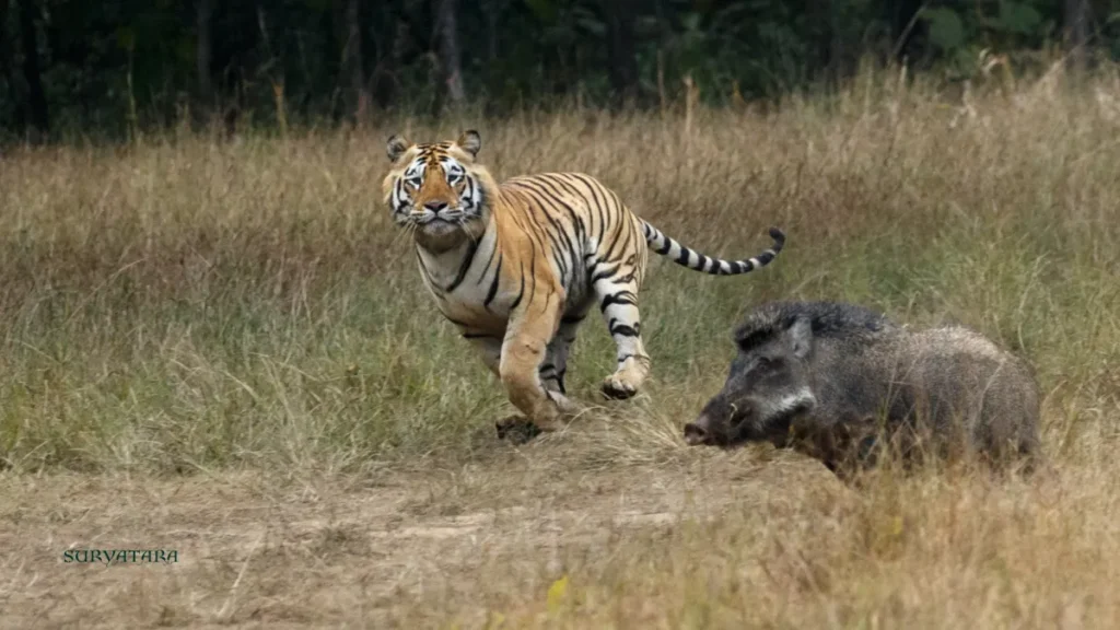 Tadoba Andhari Tiger Reserve