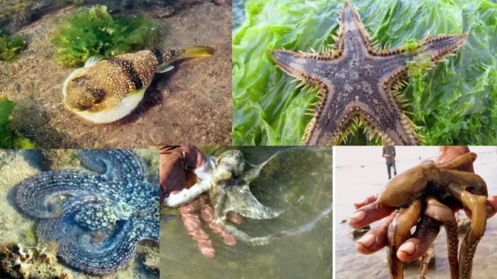 Narara Marine Life Sanctuary