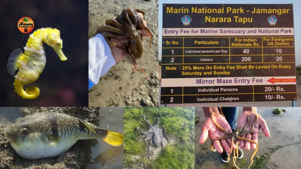 Narara Marine National Park Ticket Price and Timings