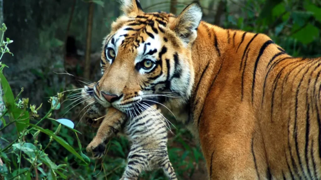 Nongkhyllem Wildlife Sanctuary Location