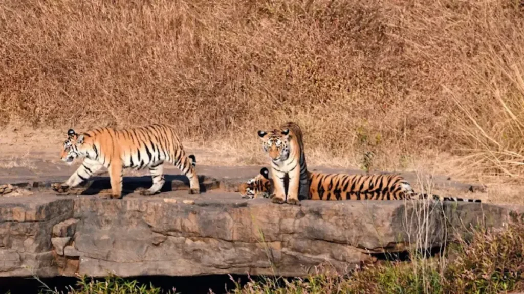 Panna National Park