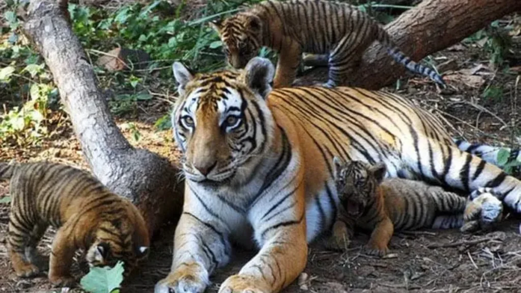 Panna National Park
