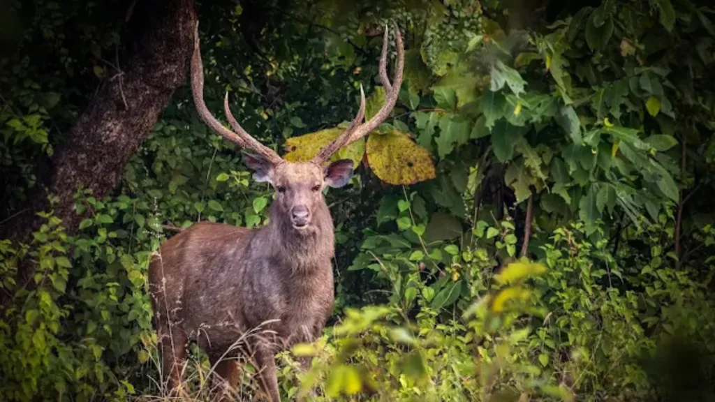 Panna National Park