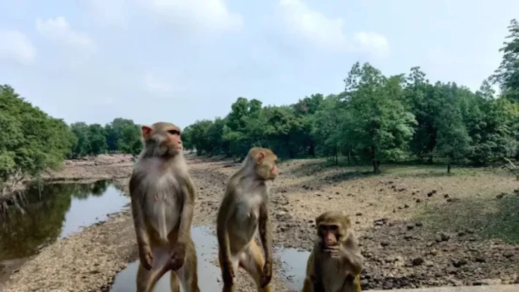 Panna National Park