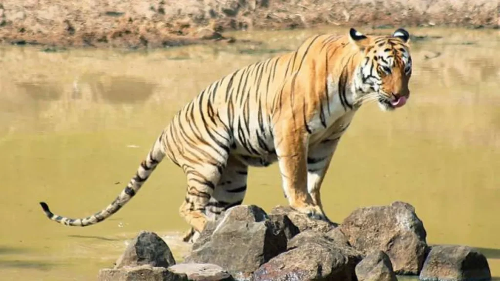 Panna Tiger Reserve Ticket Price-Safari Timings