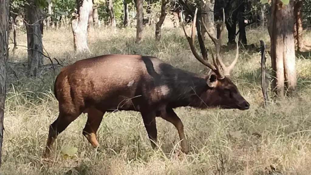 Panna Tiger Reserve Ticket Price-Safari Timings