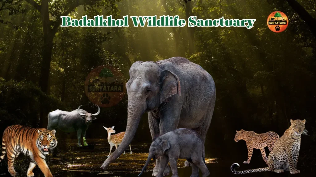 Badalkhol Wildlife Sanctuary