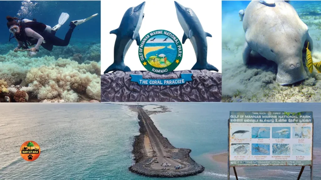 Gulf of Mannar Marine National Park