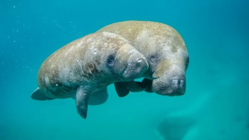 Gulf of Mannar Marine National Park