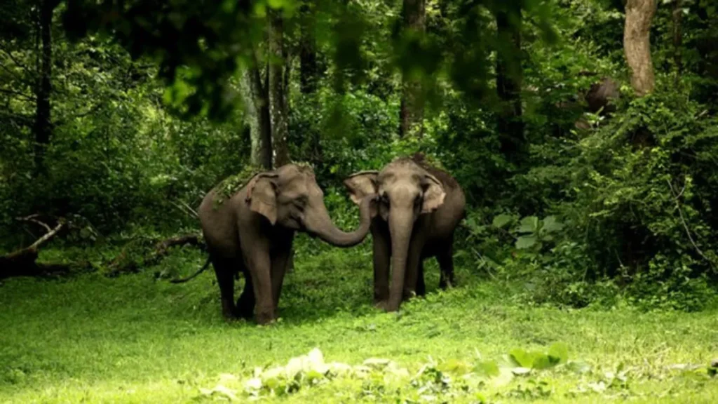 Kerala Wildlife Sanctuaries