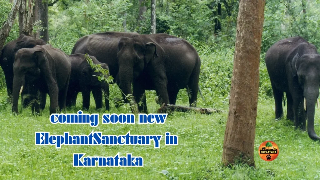 Elephant Sanctuary in Karnataka