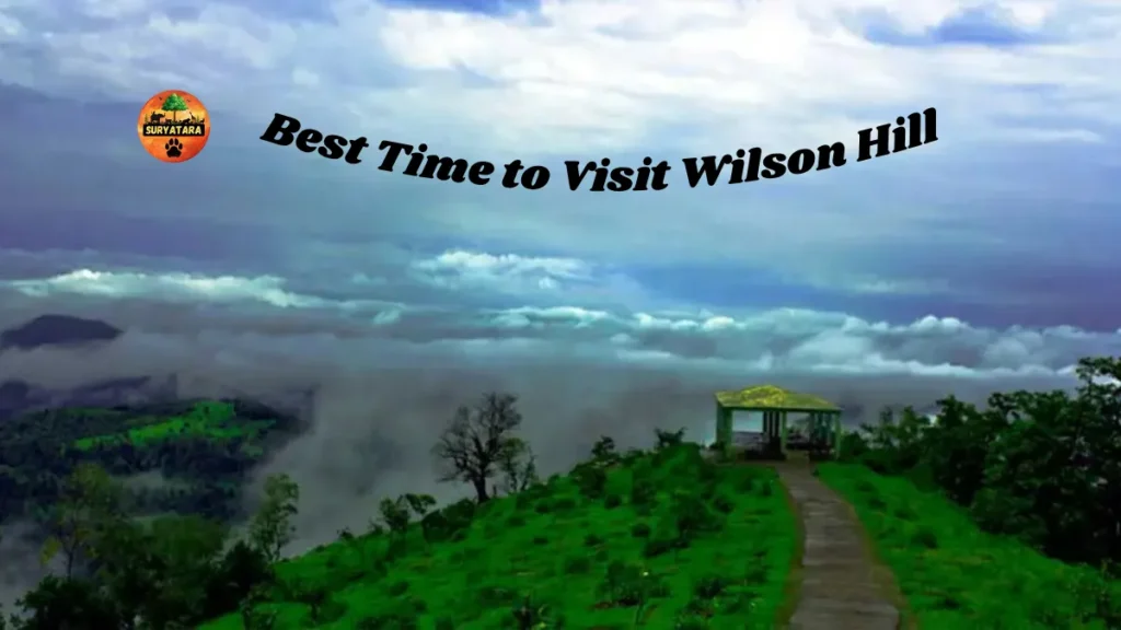 Best Time to Visit Wilson Hill