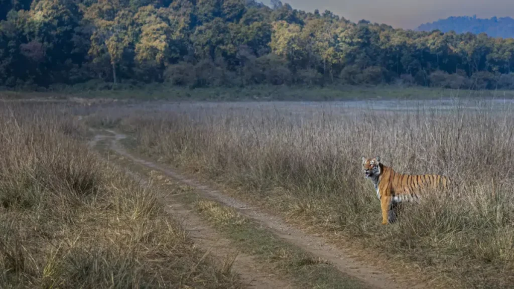 Jim Corbett National Park 