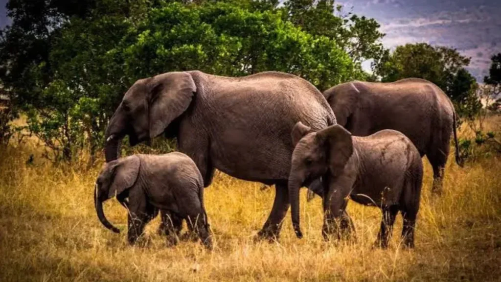 Nameri National Park