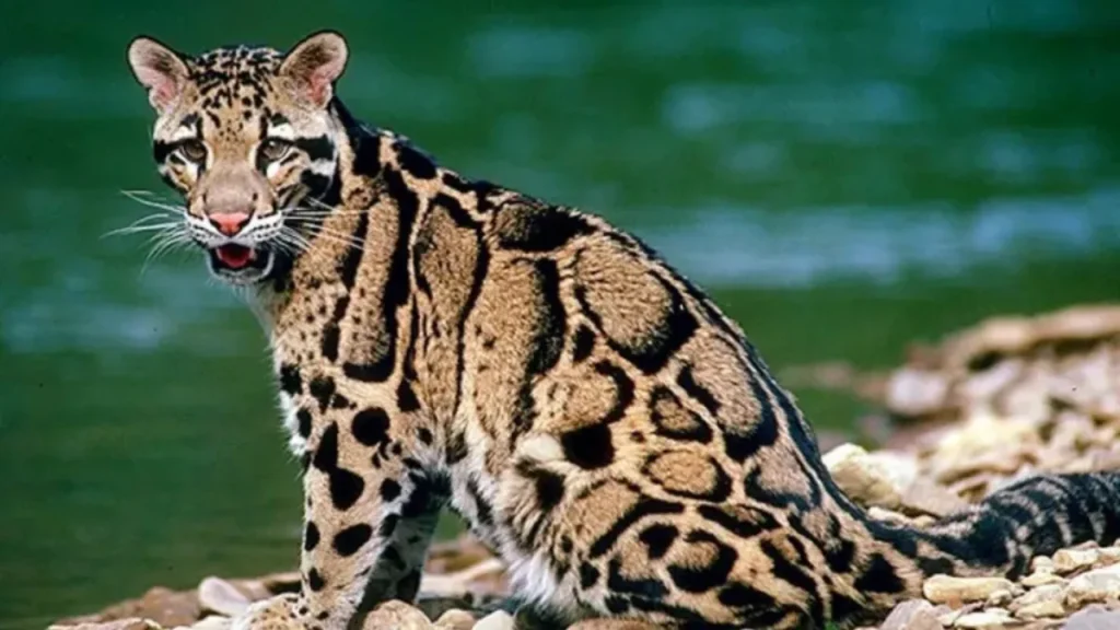 Nameri National Park