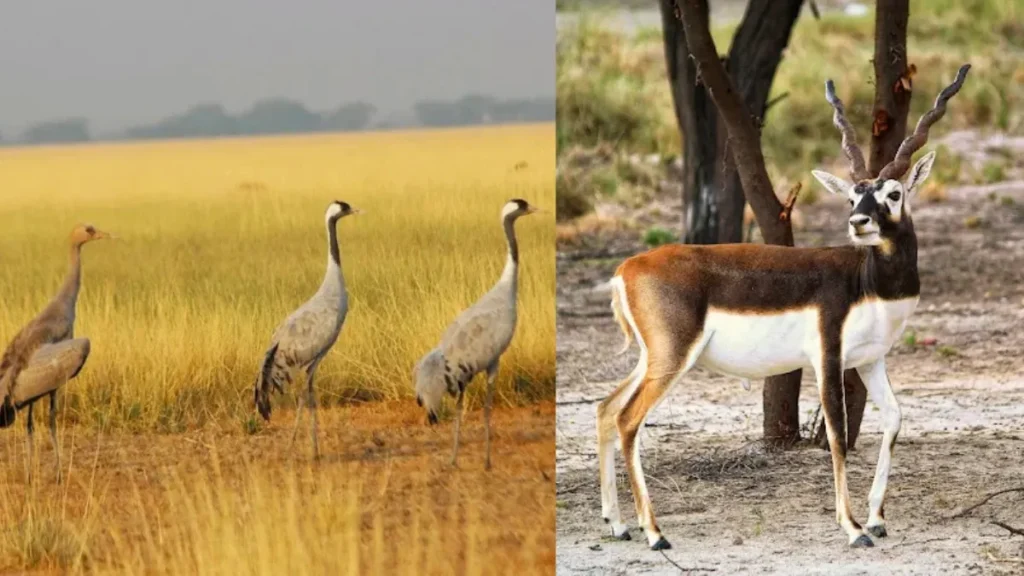 Tal Chhapar Sanctuary