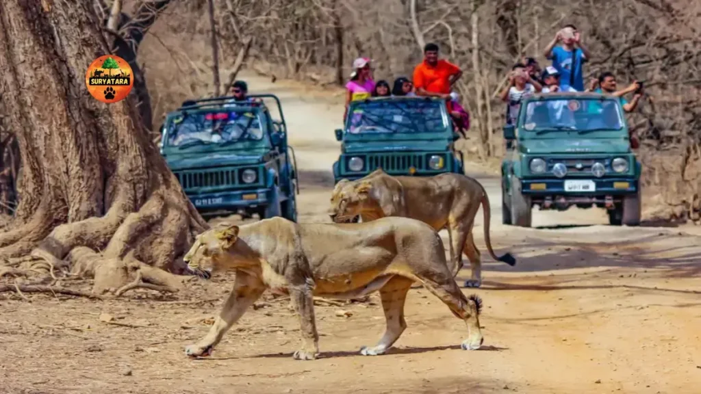 Best Jungle Safari in Gujarat