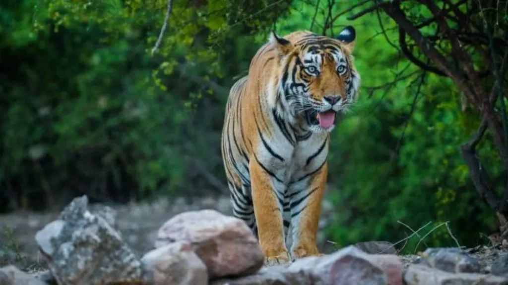 Kumbhalgarh Wildlife Sanctuary
