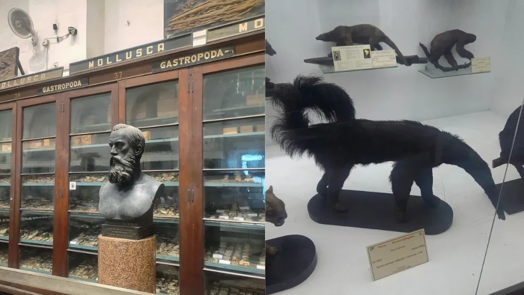 Indian Museum Ticket Price