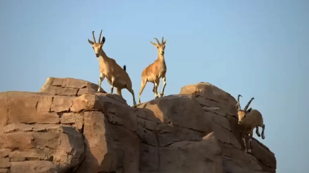 Vantara Wildlife Sanctuary