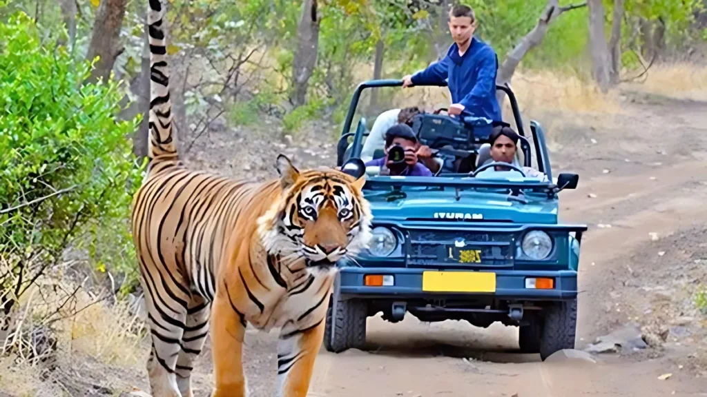 Jim Corbett Safari Online Ticket Booking