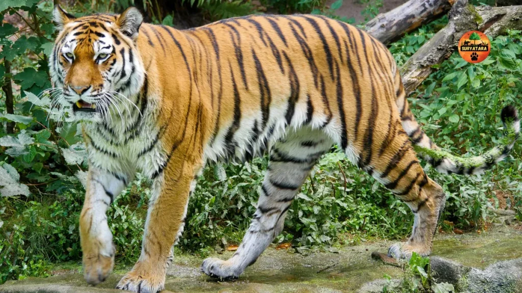 Tigers Increased in Chhattisgarh