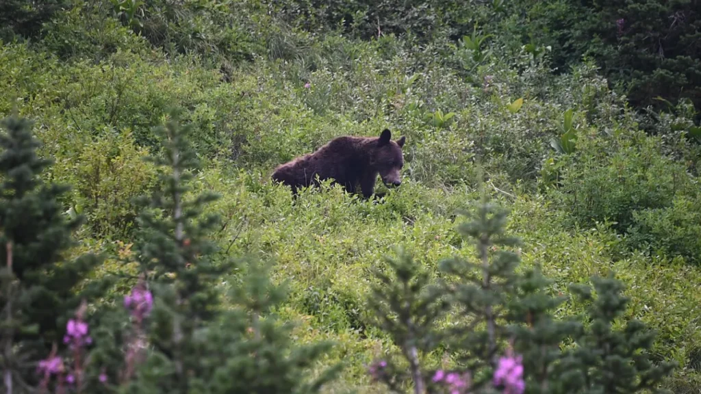 Glacier National Park (U.S.)
