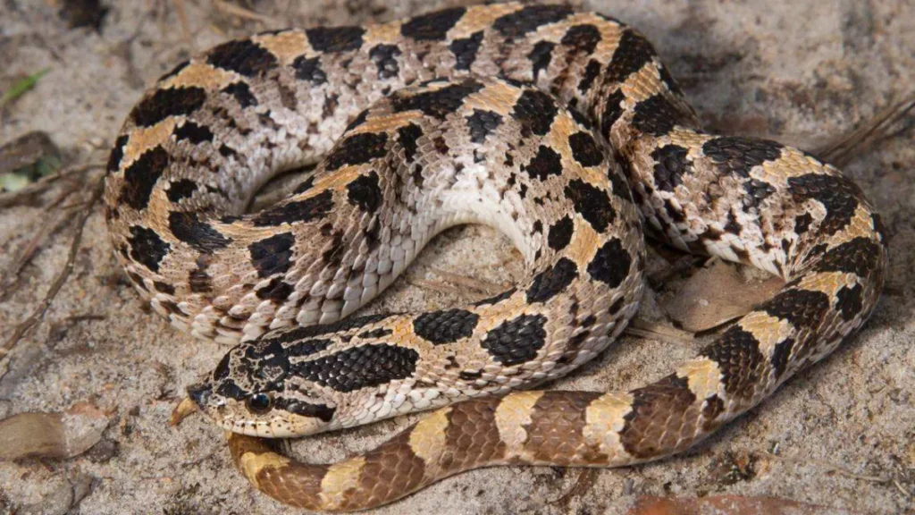 Carolina Snake
