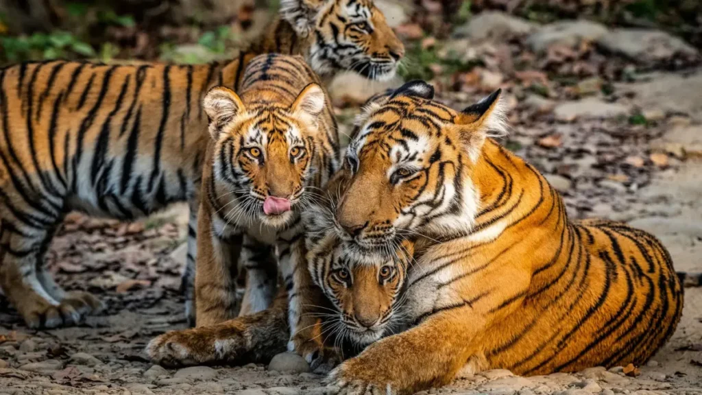 Corbett Tiger Reserve