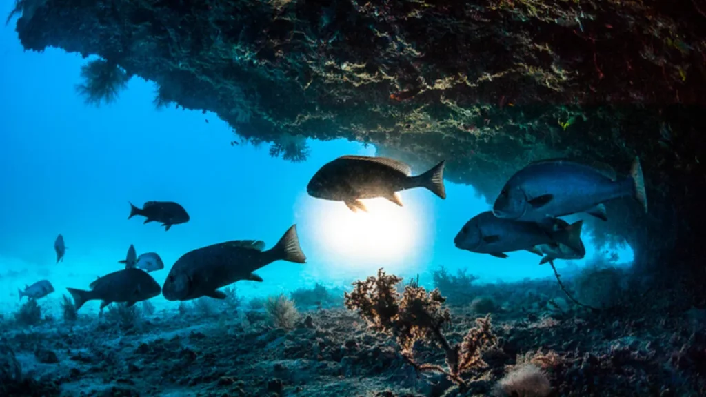 protection of marine biota