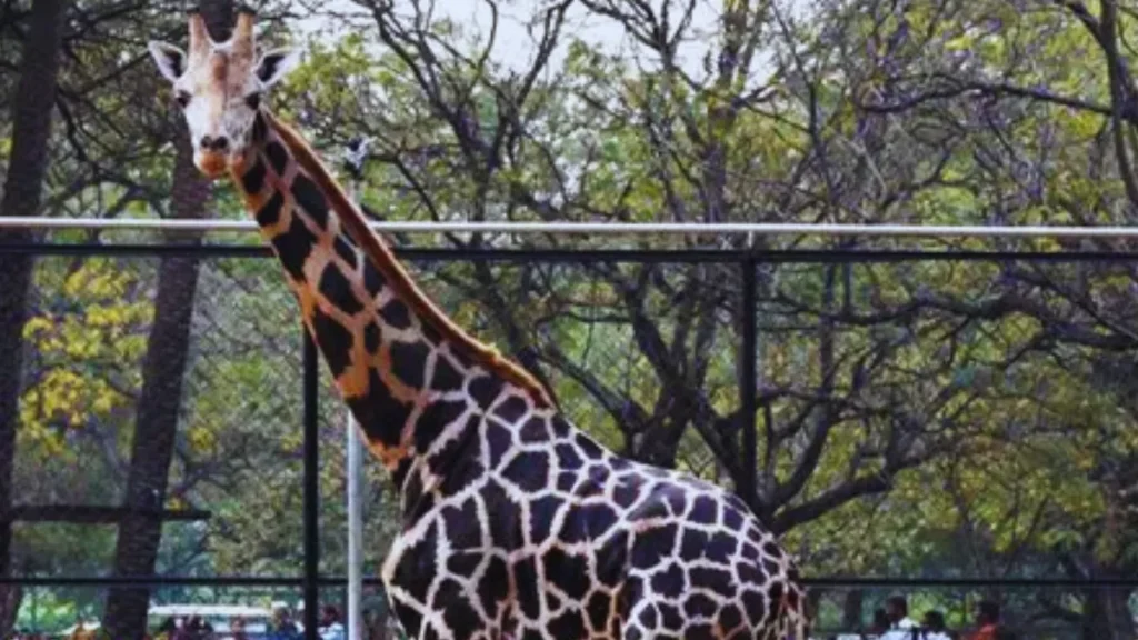 Hyderabad Zoo