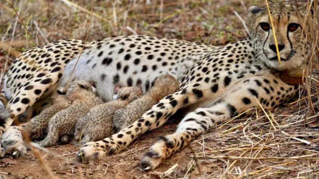 Project Cheetah