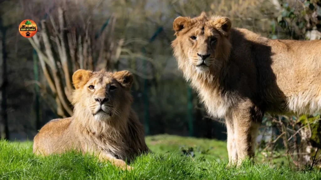 Fota Wildlife Park